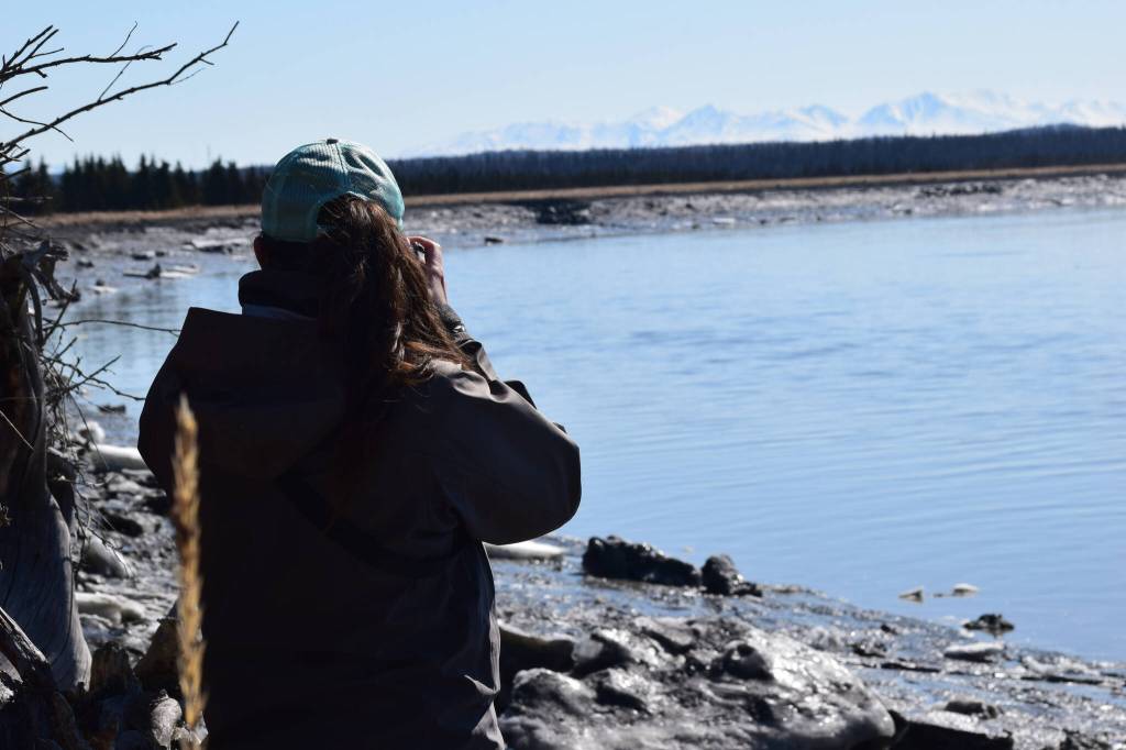 Madison Kosma watches as beluga whales swim up the Kenai River at Cunningham Park on Saturday, April 24, 2021. (Camille Botello/Peninsula Clarion)