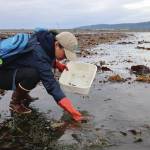 Photo provided by Ashley Lutto with the USFWS
A participant in the European Green Crab rapid response exercise practices a test sample at the beach by the Homer Spit Fishing Hole.