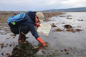 Photo provided by Ashley Lutto with the USFWS
A participant in the European Green Crab rapid response exercise practices a test sample at the beach by the Homer Spit Fishing Hole.