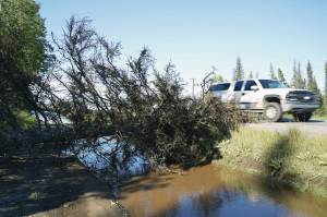 Jake Dye/Peninsula Clarion
A fallen tree reaches onto Kalifornky Beach Road in Soldotna, Alaska, as cars drive by on Friday, Sept. 1, 2023.