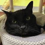 Midnight, six-year-old male. Photo courtesy of Homer Animal Shelter