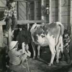 Rusty Lancashire milks the family cow while her daughters (Martha, above, and, L-R, Abby and Lori) watch. (1954 photo by Bob and Ira Spring for Better Homes & Garden magazine)