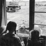1954 photo by Bob and Ira Spring for Better Homes & Garden magazine
The three Lancashire daughters (L-R: Abby, Martha, Lori) say hello to the curious family cow.