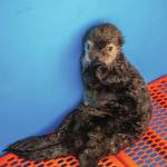 Photo courtesy Kaiti Grant/Alaska SeaLife Center
A female northern sea otter rescued in Kenai on Sept. 4 is seen at the Alaska SeaLife Center in Seward.