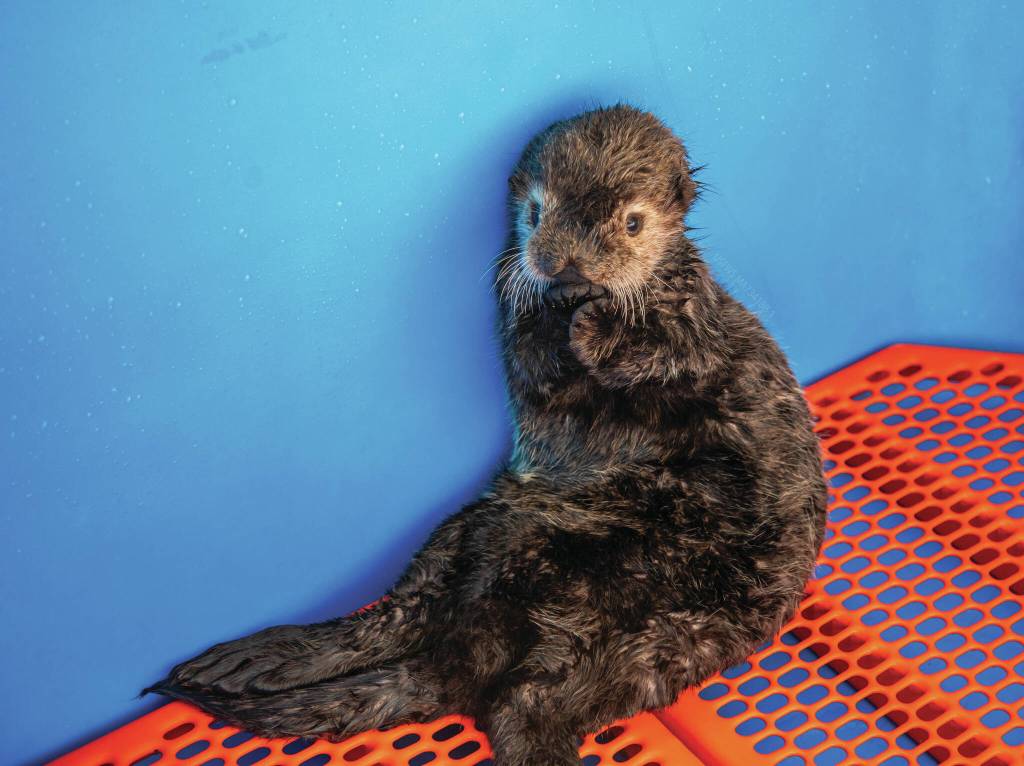 Photo courtesy Kaiti Grant/Alaska SeaLife Center
A female northern sea otter rescued in Kenai on Sept. 4 is seen at the Alaska SeaLife Center in Seward.