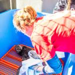 A female northern sea otter rescued in Kenai on Monday, Sept. 4, 2023, is seen at the Alaska SeaLife Center in Seward, Alaska. (Photo courtesy Kaiti Grant/Alaska SeaLife Center)