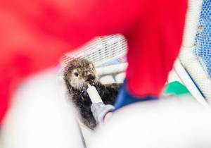 A female northern sea otter rescued in Kenai on Monday, Sept. 4, 2023, is seen at the Alaska SeaLife Center in Seward, Alaska. (Photo courtesy Kaiti Grant/Alaska SeaLife Center)