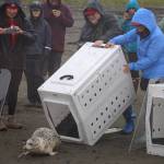 A harbor seal rescued earlier this year by the Alaska SeaLife Center, Tuber, is released on the Kenai Beach in Kenai, Alaska, on Thursday, Sept. 7, 2023. (Jake Dye/Peninsula Clarion)