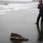A harbor seal rescued earlier this year by the Alaska SeaLife Center, Tuber, looks at one of dozens of spectators after being released on the Kenai Beach in Kenai, Alaska, on Thursday, Sept. 7, 2023. (Jake Dye/Peninsula Clarion)