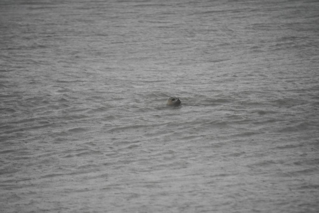 A harbor seal rescued earlier this year by the Alaska SeaLife Center, Tuber, looks back from the waters of Cook Inlet after being released on the Kenai Beach in Kenai, Alaska, on Thursday, Sept. 7, 2023. (Jake Dye/Peninsula Clarion)