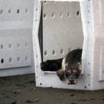 A harbor seal rescued earlier this year by the Alaska SeaLife Center, Darth Tater, peeks out from a kennel on the Kenai Beach in Kenai, Alaska, on Thursday, Sept. 7, 2023. (Jake Dye/Peninsula Clarion)