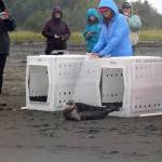 A harbor seal rescued earlier this year by the Alaska SeaLife Center, Darth Tater, is released on the Kenai Beach in Kenai, Alaska, on Thursday, Sept. 7, 2023. (Jake Dye/Peninsula Clarion)