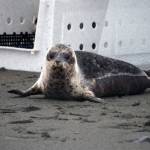 A harbor seal rescued earlier this year by the Alaska SeaLife Center, Darth Tater, is released on the Kenai Beach in Kenai, Alaska, on Thursday, Sept. 7, 2023. (Jake Dye/Peninsula Clarion)