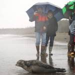 A harbor seal rescued earlier this year by the Alaska SeaLife Center, Darth Tater, enters the waters of Cook Inlet before crowds and cameras on the Kenai Beach in Kenai, Alaska, on Thursday, Sept. 7, 2023. (Jake Dye/Peninsula Clarion)