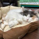 Penny, five-year-old female. Photo courtesy of Homer Animal Shelter