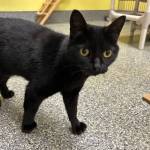 Chevy, two-year-old male. Photo courtesy of Homer Animal Shelter