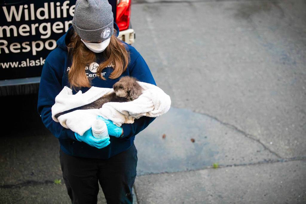 Alaska SeaLife Center veterinary technician Jessica Davis carries a newborn otter pup patient into the Alaska SeaLife Center Veterinary clinic for an initial admit exam on Sept. 9, 2023. The otter pup was admitted to the ASLC Wildlife Response Program after witnesses watched orcas attack the pups mother. (Photo courtesy Peter Sculli/Alaska SeaLife Center)