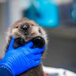 Alaska SeaLife Center veterinary technician Jessica Davis holds the newborn otter pup patient who was admitted into the Alaska SeaLife Center Wildlife Response Program on Sept. 9, 2023. The pup was estimated to be less than a day old when it was admitted as a patient. (Photo courtesy Peter Sculli/Alaska SeaLife Center)