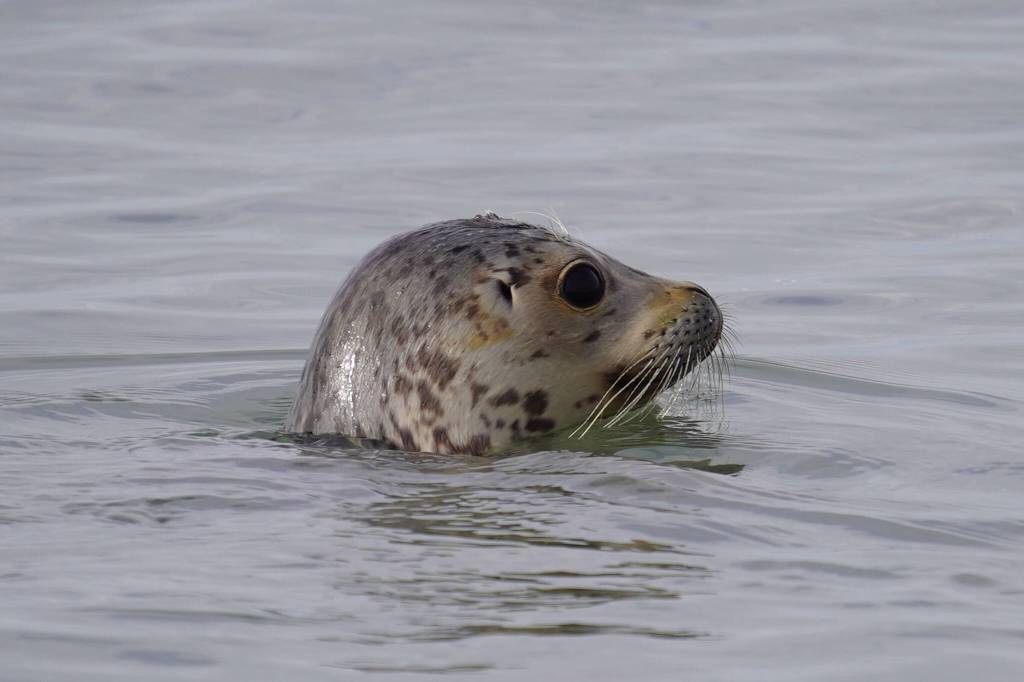 A seal released by the Alaska SeaLife Center looks back at a gathered crowd on the North Kenai Beach in Kenai, Alaska, on Saturday, Sept. 23, 2023. (Jake Dye/Peninsula Clarion)