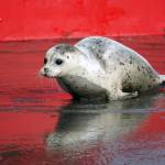 A seal released by the Alaska SeaLife Center moves towards the waters of Cook Inlet on the North Kenai Beach in Kenai, Alaska, on Saturday, Sept. 23, 2023. (Jake Dye/Peninsula Clarion)