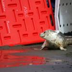 A seal released by the Alaska SeaLife Center looks at a gathered crowd on the North Kenai Beach in Kenai, Alaska, on Saturday, Sept. 23, 2023. (Jake Dye/Peninsula Clarion)