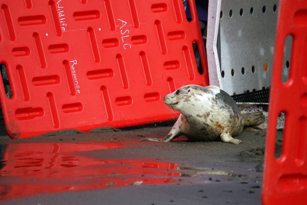 A seal released by the Alaska SeaLife Center looks at a gathered crowd on the North Kenai Beach in Kenai, Alaska, on Saturday, Sept. 23, 2023. (Jake Dye/Peninsula Clarion)