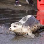 A seal released by the Alaska SeaLife Center moves towards the waters of Cook Inlet on the North Kenai Beach in Kenai, Alaska, on Saturday, Sept. 23, 2023. (Jake Dye/Peninsula Clarion)