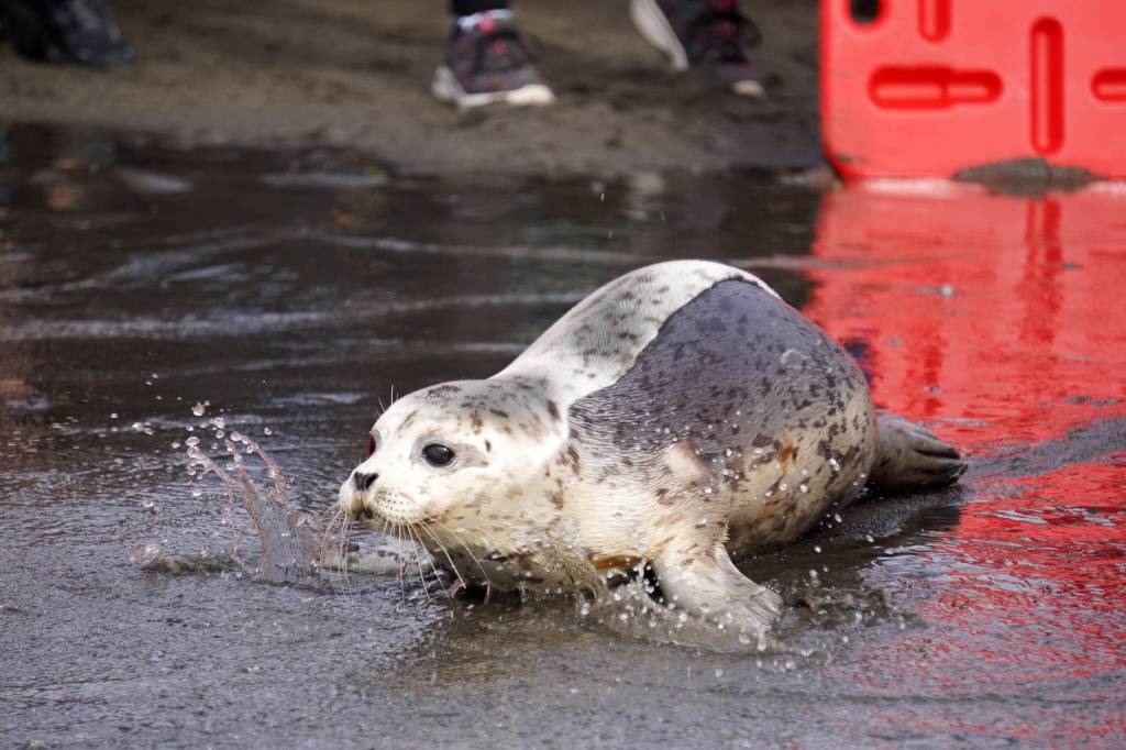 A seal released by the Alaska SeaLife Center moves towards the waters of Cook Inlet on the North Kenai Beach in Kenai, Alaska, on Saturday, Sept. 23, 2023. (Jake Dye/Peninsula Clarion)