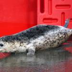 A seal released by the Alaska SeaLife Center moves towards the waters of Cook Inlet on the North Kenai Beach in Kenai, Alaska, on Saturday, Sept. 23, 2023. (Jake Dye/Peninsula Clarion)