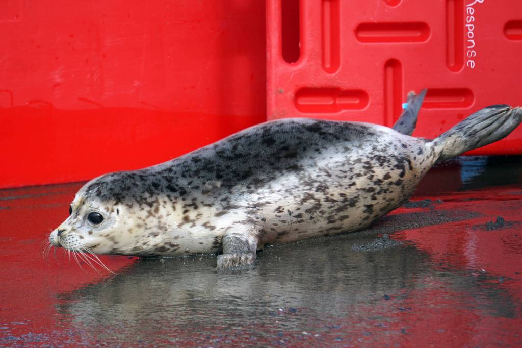 A seal released by the Alaska SeaLife Center moves towards the waters of Cook Inlet on the North Kenai Beach in Kenai, Alaska, on Saturday, Sept. 23, 2023. (Jake Dye/Peninsula Clarion)