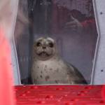 A seal rescued earlier this summer by the Alaska SeaLife Center awaits release on the North Kenai Beach in Kenai, Alaska, on Saturday, Sept. 23, 2023. (Jake Dye/Peninsula Clarion)