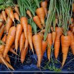 Cart Full of Carrots is one of numerous images by photographer Susan Johnson in her exhibit, Fruits of Our Labor, on display at Homer Council on the Arts through October. Photo provided