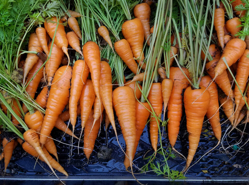 Cart Full of Carrots is one of numerous images by photographer Susan Johnson in her exhibit, Fruits of Our Labor, on display at Homer Council on the Arts through October. Photo provided