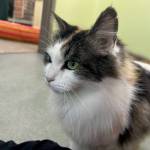 Photo courtesy Homer Animal Shelter
Sashi, 3-year-old female.