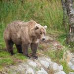 Bear 901, a first-time mother, stands in Katmai National Park, Alaska. Shell find herself in competition with Bear 402 in Fat Bear Week voting on Tuesday. (Photo courtesy K. Moore/National Park Service)