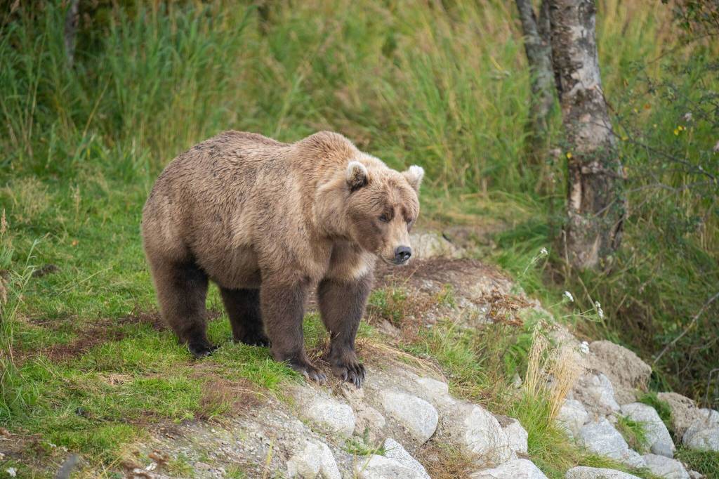 Bear 901, a first-time mother, stands in Katmai National Park, Alaska. Shell find herself in competition with Bear 402 in Fat Bear Week voting on Tuesday. (Photo courtesy K. Moore/National Park Service)