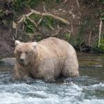 Bear 128 Grazer, with her recognizable blonde ears, wades through the water of the Brooks River in Katmai National Park, Alaska. On Thursday, shell compete with Bear 151 Walker to advance in Fat Bear Week. (Photo courtesy Felicia Jimenez/National Park Service)