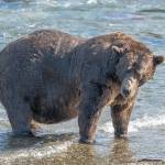 Bear 32 Chunk stands in the waters of the Brooks River in Katmai National Park, Alaska. The winner of a Wednesday matchup between Bear 806 Jr. and Bear 428 will meet Chunk in Fat Bear Week competition on Friday. (Photo courtesy Felicia Jimenez/National Park Service)