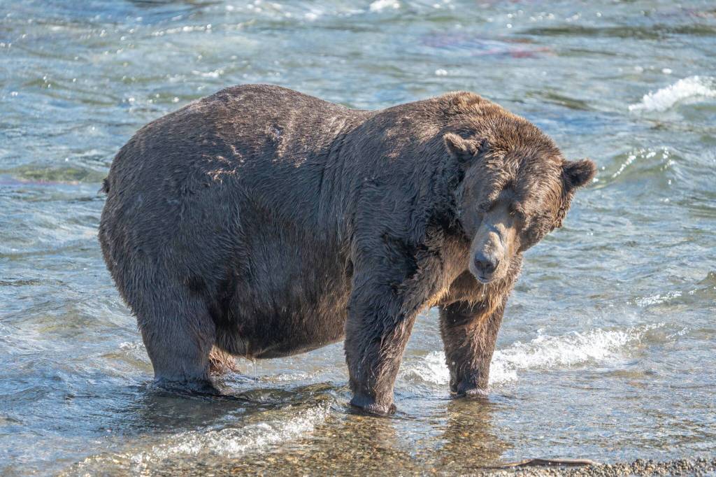 Bear 32 Chunk stands in the waters of the Brooks River in Katmai National Park, Alaska. The winner of a Wednesday matchup between Bear 806 Jr. and Bear 428 will meet Chunk in Fat Bear Week competition on Friday. (Photo courtesy Felicia Jimenez/National Park Service)