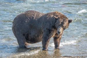 Bear 32 Chunk stands in the waters of the Brooks River in Katmai National Park, Alaska. The winner of a Wednesday matchup between Bear 806 Jr. and Bear 428 will meet Chunk in Fat Bear Week competition on Friday. (Photo courtesy Felicia Jimenez/National Park Service)