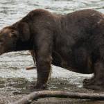 Bear 747, defending Fat Bear Week Champion, stands on the bank of the Brooks River in Katmai National Park, Alaska. (Photo courtesy C. Cravatta/National Park Service)