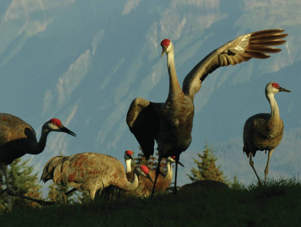 Photo by provided by Nina Faust
Late August crane flock gathers at Inspiration Ridge Preserve in Homer.