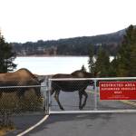 A pair of moose ignore the Restricted Area sign off FAA Road on Saturday, Oct. 14, 2023 in Homer, Alaska. (Finn Heimbold/Homer News)