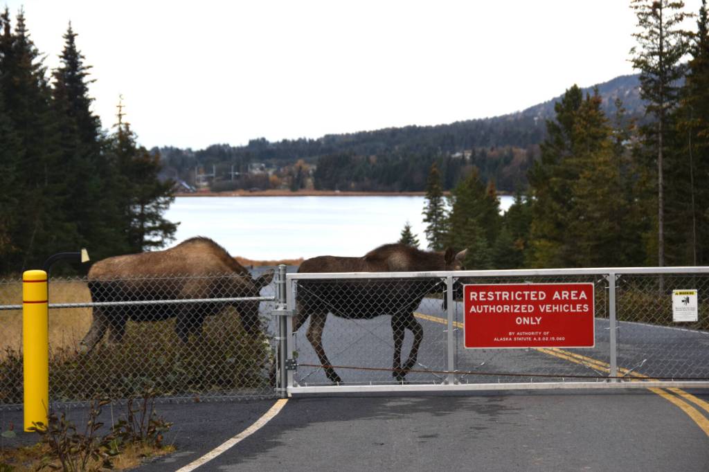 A pair of moose ignore the Restricted Area sign off FAA Road on Saturday, Oct. 14, 2023 in Homer, Alaska. (Finn Heimbold/Homer News)