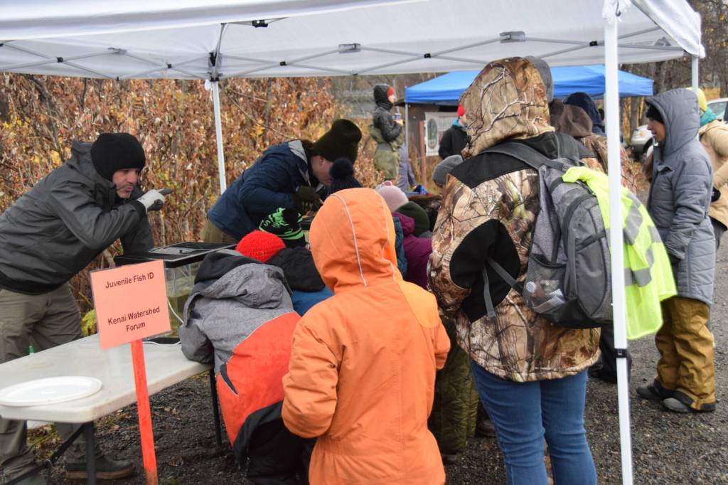 Students identify species of juvenile fish at one of the activity stations during Alaska Department of Fish and Games Salmon in the Classroom salmon egg take event on Wednesday, Oct. 11, 2023 in the Anchor River State Recreation Area in Anchor Point, Alaska. (Delcenia Cosman/Homer News)