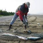 Gary Hollier pulls a sockeye salmon from a set gillnet at a test site for selective harvest setnet gear in Kenai, Alaska, on Tuesday, July 25, 2023. (Jake Dye/Peninsula Clarion)