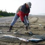 Jake Dye/Peninsula Clarion
Gary Hollier pulls a sockeye salmon from a set gillnet at a test site for selective harvest setnet gear in Kenai, Alaska, on Tuesday, July 25, 2023.