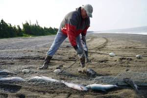 Jake Dye/Peninsula Clarion
Gary Hollier pulls a sockeye salmon from a set gillnet at a test site for selective harvest setnet gear in Kenai, Alaska, on Tuesday, July 25, 2023.
