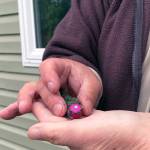 After banding, we place a light blue spot on the birdճ head so the homeowner can identify that the bird has already been banded. (Photo by T. Eskelin, USFWS)