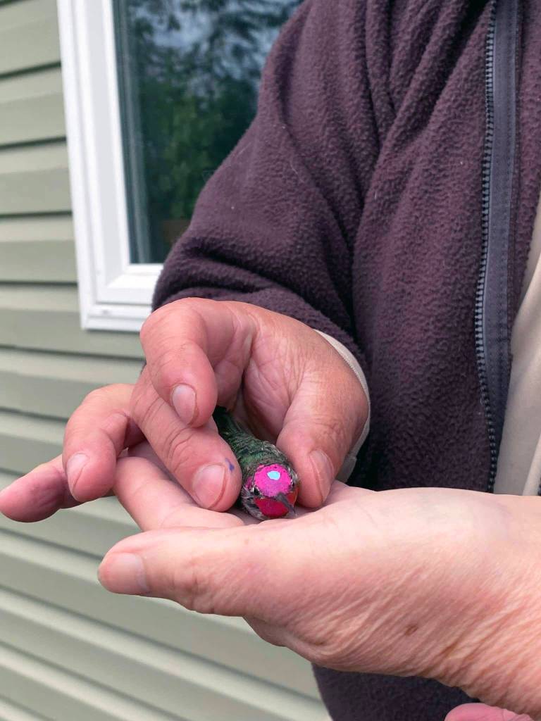 After banding, we place a light blue spot on the birdճ head so the homeowner can identify that the bird has already been banded. (Photo by T. Eskelin, USFWS)